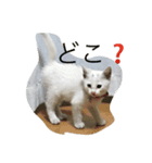 レオちゃんの毎日（個別スタンプ：6）