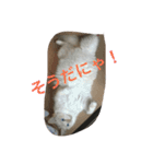 ミルマロ（個別スタンプ：4）