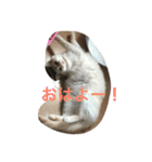 ミルマロ（個別スタンプ：9）