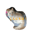 ミルマロ（個別スタンプ：10）