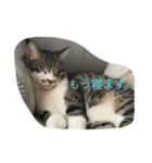 ミルマロ（個別スタンプ：12）