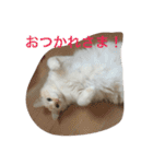 ミルマロ（個別スタンプ：13）