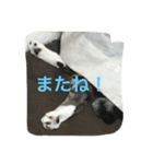 ミルマロ（個別スタンプ：14）