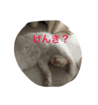 ミルマロ（個別スタンプ：15）