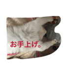 ミルマロ（個別スタンプ：18）