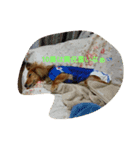 oasisbowieosanai（個別スタンプ：1）