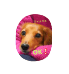 oasisbowieosanai（個別スタンプ：2）