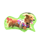 oasisbowieosanai（個別スタンプ：4）