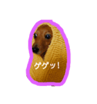 oasisbowieosanai（個別スタンプ：6）