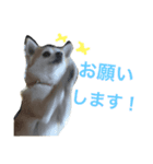 ハッピーかすみん（個別スタンプ：3）