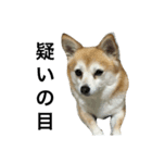 ハッピーかすみん（個別スタンプ：8）