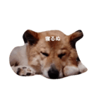 いぬを君（個別スタンプ：7）