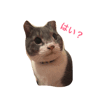 猫たちのデイリーライフ（個別スタンプ：2）
