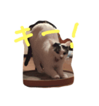 猫たちのデイリーライフ（個別スタンプ：3）