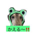 チョコたんラグたん！（個別スタンプ：1）