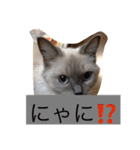 チョコたんラグたん！（個別スタンプ：3）