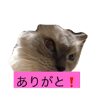 チョコたんラグたん！（個別スタンプ：4）