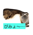 チョコたんラグたん！（個別スタンプ：5）