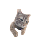 猫の可愛いすたんぷ（個別スタンプ：2）