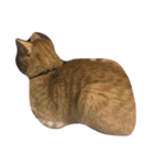 猫の可愛いすたんぷ（個別スタンプ：3）