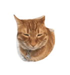 猫の可愛いすたんぷ（個別スタンプ：8）