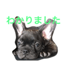 フレブルMareの日常生活（個別スタンプ：5）