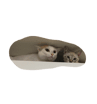 たまどら（個別スタンプ：6）