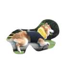 柴犬 紋次郎（個別スタンプ：2）