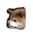 柴犬 紋次郎（個別スタンプ：3）