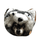 柴犬 紋次郎（個別スタンプ：4）