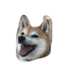 柴犬 紋次郎（個別スタンプ：5）