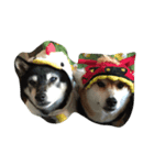 柴犬 紋次郎（個別スタンプ：6）
