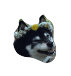 柴犬 紋次郎（個別スタンプ：7）