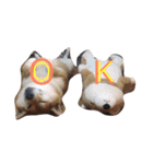 ふーちゃんとポッキーの日常会話（個別スタンプ：2）