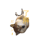 ふーちゃんとポッキーの日常会話（個別スタンプ：4）