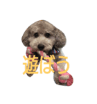 dogcute（個別スタンプ：2）