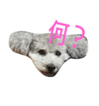 dogcute（個別スタンプ：3）