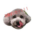 dogcute（個別スタンプ：4）