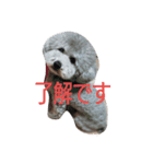 dogcute（個別スタンプ：5）