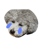 dogcute（個別スタンプ：7）