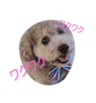 dogcute（個別スタンプ：8）