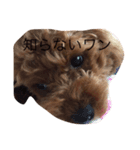 可愛いトイプードルの媛（個別スタンプ：1）