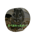 シマリスアルビン（個別スタンプ：8）