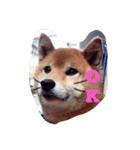 可愛すぎるワンチャン（個別スタンプ：1）