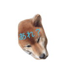可愛すぎるワンチャン（個別スタンプ：3）