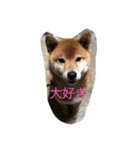 可愛すぎるワンチャン（個別スタンプ：6）