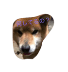 可愛すぎるワンチャン（個別スタンプ：8）