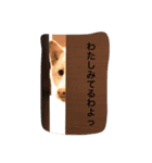 しろしばおゆきちゃん（個別スタンプ：1）