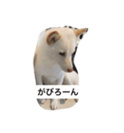 しろしばおゆきちゃん（個別スタンプ：2）