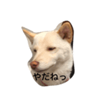 しろしばおゆきちゃん（個別スタンプ：4）